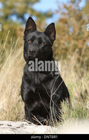 Cane australian kelpie / adulti seduti in un prato Foto Stock