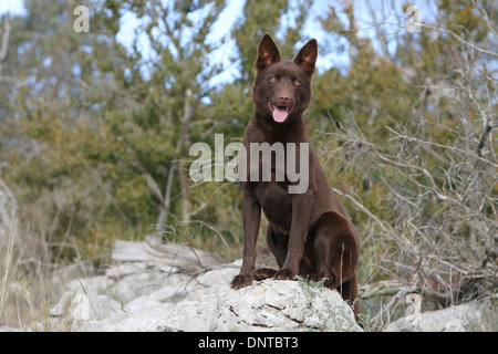 Cane australian kelpie / adulto seduto su una roccia Foto Stock