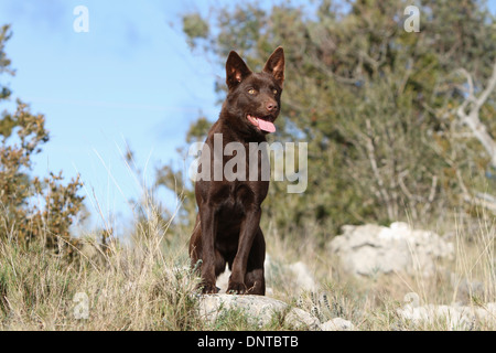 Cane australian kelpie / adulto seduto su una roccia Foto Stock