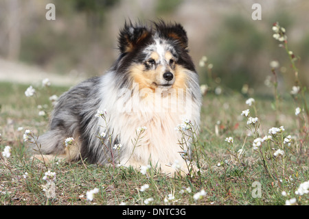 Cane Shetland Sheepdog / Sheltie / adulti giacente in un prato Foto Stock