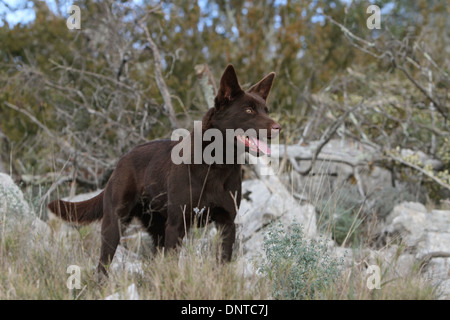 Cane australian kelpie / adulti in piedi in un prato Foto Stock