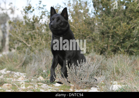 Cane australian kelpie / adulti seduti in un prato Foto Stock