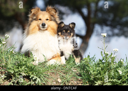 Cane Shetland Sheepdog / Sheltie / adulti e puppy in un prato Foto Stock