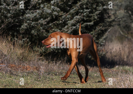 Cane Magyar Vizsla / ungherese shorthaired puntatore / adulti camminare in un prato Foto Stock