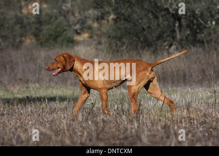 Cane Magyar Vizsla / ungherese shorthaired puntatore / adulti camminare in un prato Foto Stock