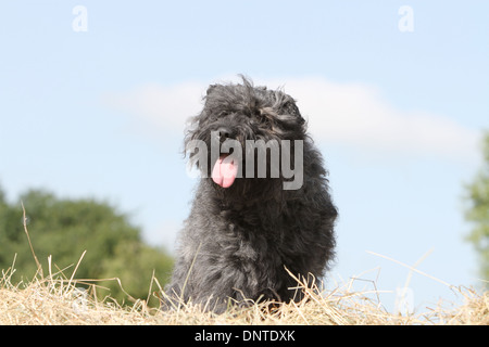 Cane Bouvier des Flandres / Fiandre bestiame adulto di cane in piedi su di una balla di paglia Foto Stock