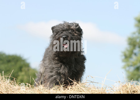 Cane Bouvier des Flandres / Fiandre bestiame adulto di cane in piedi su di una balla di paglia Foto Stock