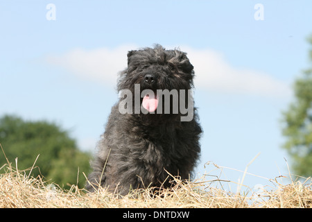 Cane Bouvier des Flandres / Fiandre bestiame adulto di cane in piedi su di una balla di paglia Foto Stock