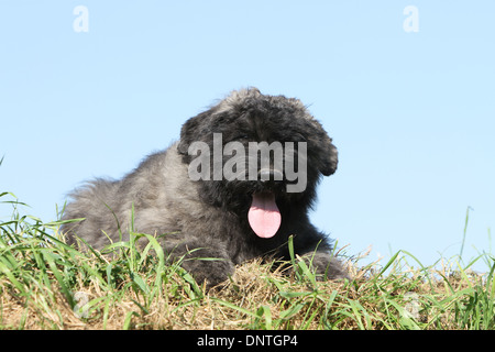 Cane Bouvier des Flandres / Fiandre bovini cucciolo di cane giacente in un prato Foto Stock