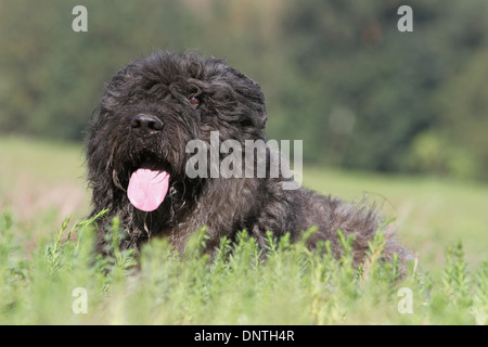 Cane Bouvier des Flandres / Fiandre bestiame adulto cane giacente in un campo Foto Stock