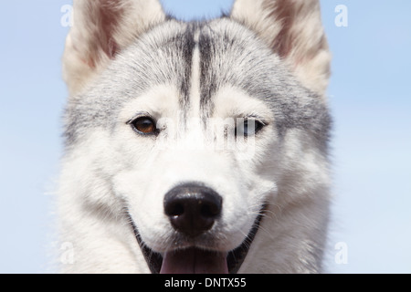 Cane Siberian Husky adulto parete verticale degli occhi Foto Stock