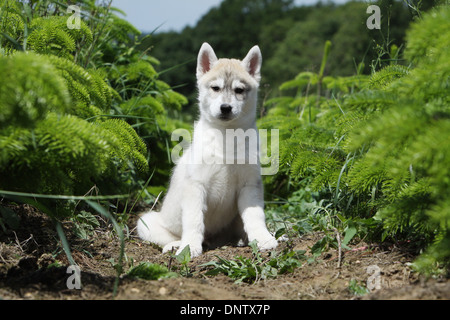 Cane Siberian Husky cucciolo / seduto in un campo Foto Stock