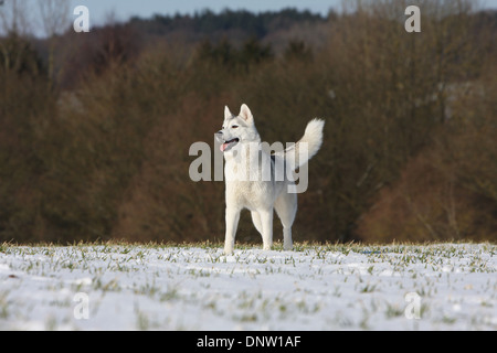 Cane Siberian Husky / adulti in piedi nella neve Foto Stock