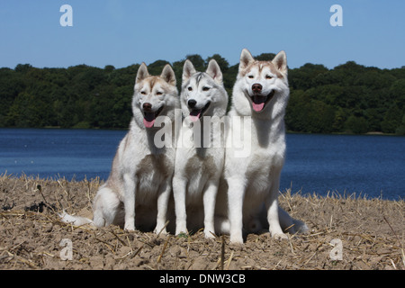 Cane Siberian Husky / 3 adulti seduti in un campo sul bordo di un lago Foto Stock