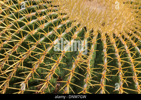 Impianto di cactus (vista ravvicinata con aghi) Foto Stock