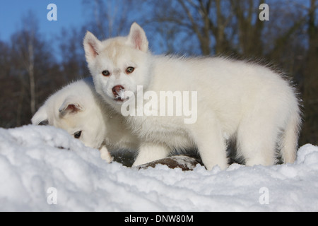 Cane Siberian Husky due cuccioli in piedi nella neve Foto Stock