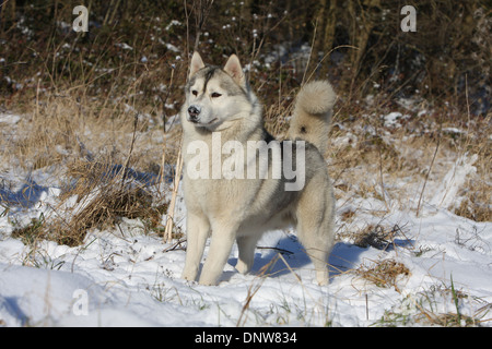Cane Siberian Husky / adulti in piedi nella neve Foto Stock
