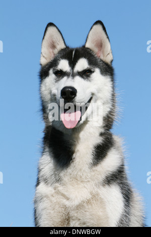Cane Siberian Husky adulto ritratto Foto Stock
