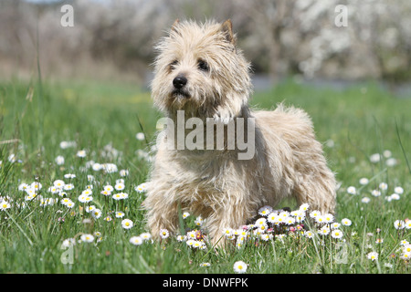 Cane Cairn Terrier / adulti in piedi in un prato Foto Stock