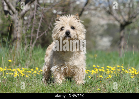 Cane Cairn Terrier / adulti in piedi in un prato Foto Stock