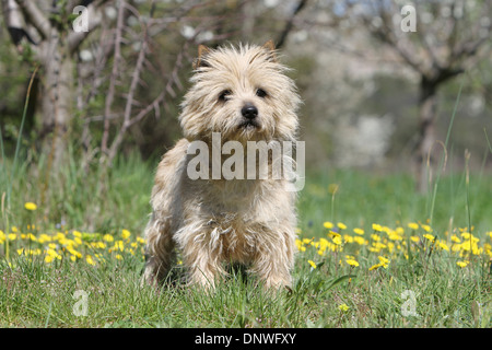 Cane Cairn Terrier / adulti in piedi in un prato Foto Stock