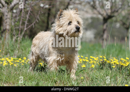 Cane Cairn Terrier / adulti in piedi in un prato Foto Stock