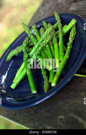 Gli asparagi spears su una piastra di colore blu Foto Stock