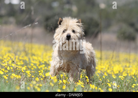 Cane Cairn Terrier / adulti in piedi in un prato Foto Stock