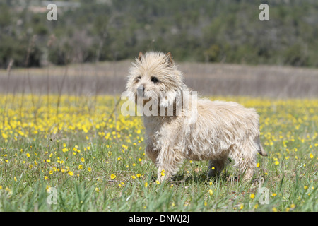 Cane Cairn Terrier / adulti in piedi in un prato Foto Stock