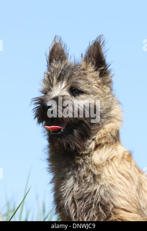 Cane Cairn Terrier / cucciolo profilo verticale Foto Stock