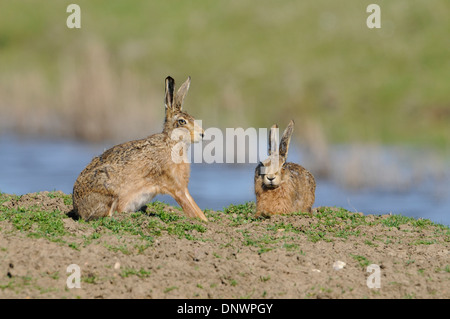 Brown lepre (Lepus europaeus). A volte noto anche come la lepre europea. Coppia in primavera. Foto Stock