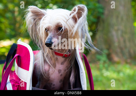 Curato Chinese Crested Dog - Powderpuff, tre anni mese di età. Foto Stock