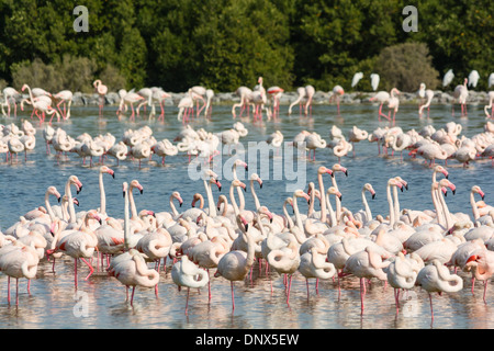 I fenicotteri rosa a Ras Al Khor wildlife Bird Sanctuary e zone umide in Dubai Emirati Arabi Uniti Foto Stock