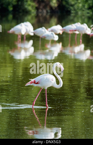 Rosa flanmingos a Ras Al Khor wildlife Bird Sanctuary e zone umide in Dubai Emirati Arabi Uniti Foto Stock