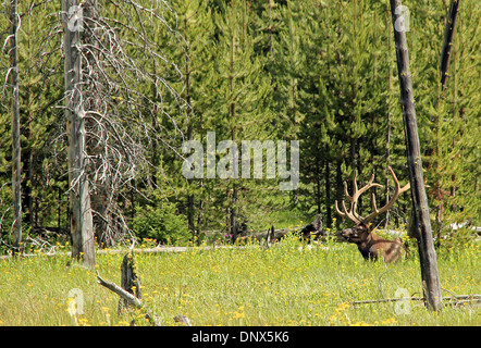 Wapiti (aka Elk, Cervus canadensis), il Parco Nazionale di Yellowstone, Wyoming USA Foto Stock