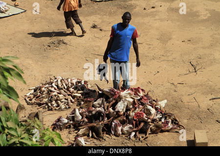 Gli uomini della comunità di Niamey, Niger lavorare insieme al sacrificio di pecore come parte della celebrazione della Tabaski (Eid-al-Adha) Foto Stock