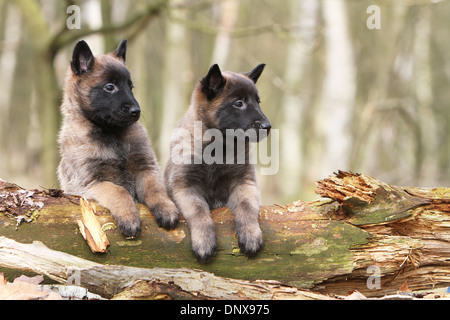 Cane pastore belga Malinois / cucciolo luing su un ceppo di albero Foto Stock