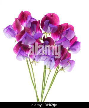 Pisello dolce 'Cupani' fiori disposti a grappolo isolato su sfondo bianco con profondità di campo Foto Stock