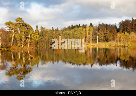 Vista di alberi che mostra colore di autunno riflessa nell'acqua nella luce della sera a Tarn Howes, Coniston, Lake District, Cumbria, Inghilterra Foto Stock