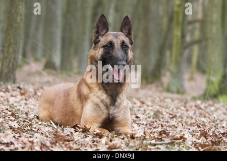 Cane pastore belga Malinois adulto giacente in un prato Foto Stock