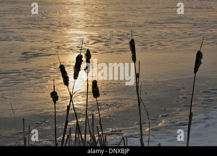 Receding ice Ontario Kelly lago a spring break-up con cattails, maggiore Sudbury, Ontario, Canada Foto Stock