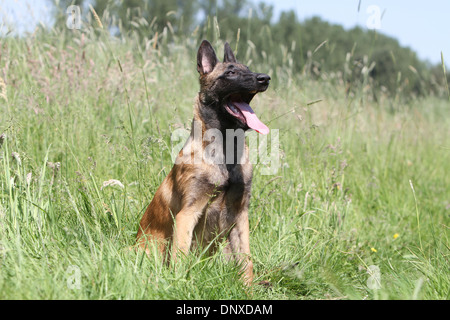 Cane pastore belga Malinois giovane seduto in un prato Foto Stock