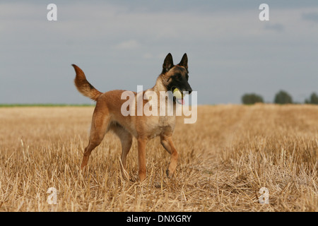 Cane pastore belga Malinois adulto il recupero di una sfera Foto Stock