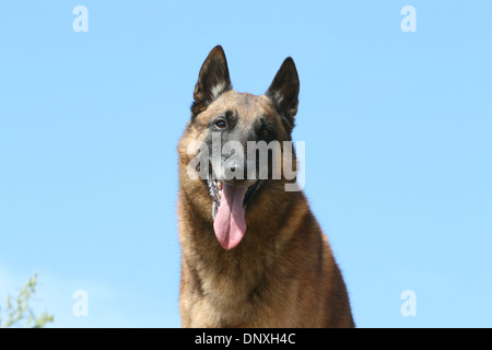 Cane pastore belga Malinois ritratto per adulti Foto Stock