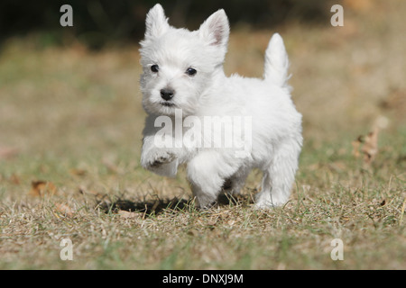 Cane West Highland White Terrier / Westie puppy in esecuzione in un campo Foto Stock