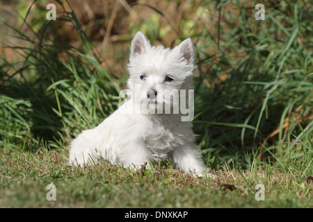 Cane West Highland White Terrier / Westie cucciolo seduto sull'erba Foto Stock