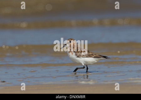 Sanderling (Calidris alba / Crocethia alba / Erolia alba) in allevamento piumaggio guadare in acque poco profonde sulla spiaggia Foto Stock
