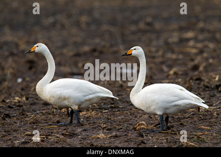 Due cigni Whooper (Cygnus cygnus) rovistando nel campo di stoppie su terreno coltivato in inverno Foto Stock