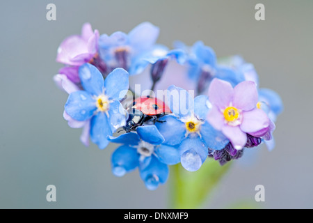 Close-up di immagine il delicato blu non ti scordar di me fiori - Myosotis con una coccinella in appoggio in fiori Foto Stock
