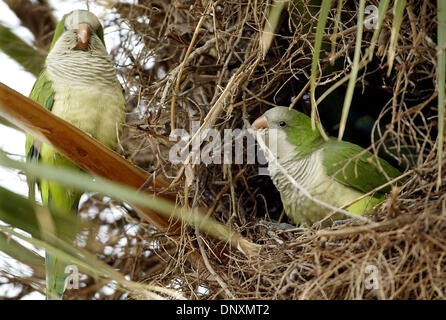 Dic 23, 2005; porto di Salerno, FL, Stati Uniti d'America; i due fratelli parrocchetti nan essere visto qui all'ingresso il loro nido comunale in un cavolo Palm tree nel Parco Sandsprit nel porto di Salerno mercoledì pomeriggio. L'uccello sulla destra è con il suo becco per spingere un ramoscello nella porta del nido. Diversi nidi può essere trovato nel parco. Credito: Foto di Paul J. Milette/Palm Beach post/ZUMA Pres Foto Stock